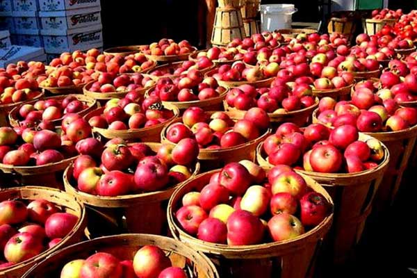 مشاوره صادرات سیب به پاکستان